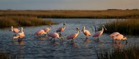Flock of roseate spoonbills wading and feeding in shallow wetland waters during golden hour sunset with marsh grasses creating serene wildlife habitat scene.