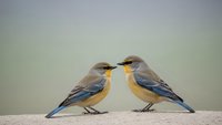 Two colorful songbirds perched together on wooden surface against soft blurred background, perfect for nature and wildlife themed designs.