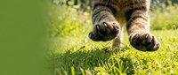 Close-up of tabby cat paws on fresh green grass outdoors, suitable for pet care, veterinary, and animal wellness content.