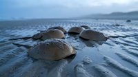 Horseshoe crabs on wet sandy beach at low tide with ocean waves and cloudy sky in background during twilight hour creating peaceful coastal scene.