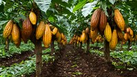 Ripe cacao pods growing on trees in tropical plantation, showing yellow and brown fruits hanging from branches among green foliage on sustainable farm.