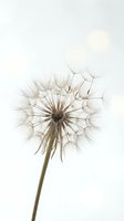 Mature dandelion seedhead with dispersing seeds isolated on white background, ready for design projects, botanical illustrations, and nature-themed compositions.