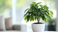 Small ficus plant with bright green leaves growing in modern white ceramic pot against blurred interior background, home decor and houseplant concept.