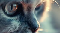 Extreme close-up macro photograph of cat nose and whiskers in soft teal and orange tones showing detailed texture of animal fur and sensitive features.
