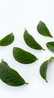 Fresh green leaves arranged on white background, isolated botanical elements suitable for organic, natural, and wellness design projects.