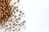 Brown fennel seeds scattered on white background, creating natural border design pattern. Aromatic spice ingredient isolated for culinary and cooking concepts.