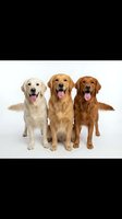 Three golden retriever dogs sitting together with tongues out on white background, isolated for pet care and animal friendship designs.