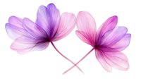 Two delicate translucent flowers with purple and pink petals crossing stems on white background, isolated floral design element for romantic projects.