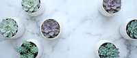 Succulent plants in white pots arranged on marble surface for home decor and gardening projects.