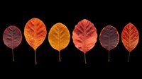 Six autumn leaves in warm red, orange, and burgundy tones, isolated on transparent background. Ready for seasonal clipart, stickers, t-shirt design, and print on demand.