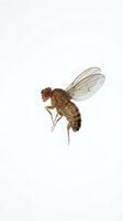 Brown fruit fly with transparent wings and red compound eyes isolated on white background, suitable for scientific, educational, and entomology materials.