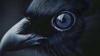 Close-up of raven with striking blue eye against dark background, showcasing detailed feathers and sharp beak in dramatic lighting.
