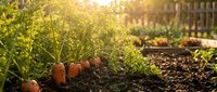 Fresh carrots growing in organic vegetable garden bed with warm sunlight filtering through plants creating golden hour atmosphere for sustainable farming.