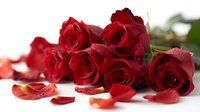 Fresh red roses with water droplets and scattered petals on white background, perfect for romantic occasions, Valentine's Day, or anniversary celebrations.