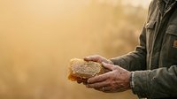 Farmer holding honeycomb with bees, golden hour light. Male beekeeper inspecting honey production for agricultural and apiary industry use.