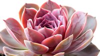 Macro shot of pink succulent echeveria plant with water droplets showing delicate petal layers and gradual color transition from deep rose to pale pink.