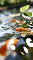 Orange and white koi carp swimming in clear pond water with ripples and bokeh light effects. Selective focus on fish scales creates dreamy atmosphere.