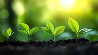 Young green seedlings growing in sequence showing plant growth progression in rich soil against blurred natural background with sunlight. Represents new life and development.