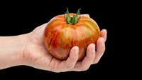 Ripe red tomato held in open palm of hand with fingers visible, isolated on transparent background. Ready for clipart, t-shirt design, print-on-demand products, stickers, and sublimation projects.