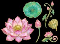 Lotus flower botanical illustration set with pink blooms, green lily pad, and seed pods isolated on transparent background, ready for t-shirt design, clipart, stickers, and print-on-demand projects.