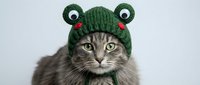 Adorable gray tabby cat wearing green knitted frog hat with googly eyes and red tongue, funny pet costume for holidays and celebrations.