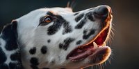 Happy Dalmatian dog with open mouth and tongue out looking up in warm golden sunlight. Pet portrait photography for veterinary and animal care concepts.