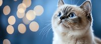 Close-up of a light-colored cat with blue eyes gazing upward against a blue background with soft bokeh lights, suitable for pet care and feline-related designs.