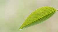 Close-up of a vibrant green leaf with visible veins and water droplet, ideal for nature, botanical, and environmental design projects.
