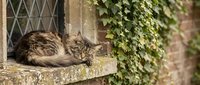 Tabby cat sleeping peacefully on stone windowsill with ivy-covered wall and latticed window in rustic countryside setting for home decor and lifestyle themes.