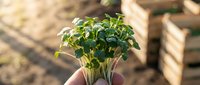 Young seedling plant with green leaves held in hand against blurred garden background, suitable for agriculture, gardening, and environmental growth concepts.