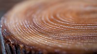 Macro photography of wood grain texture showing detailed annual growth rings with natural brown tones and organic circular patterns in extreme closeup view.