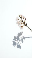 Cherry blossom branch with delicate pink flowers casting a soft shadow on a white background, minimalist spring nature concept.