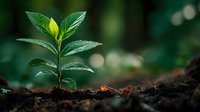 Young green plant seedling growing from rich dark soil with water droplets on leaves against blurred natural background symbolizing new life and growth.