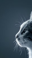 Close-up profile of a tabby and white cat with prominent whiskers against a blue background, suitable for pet care, veterinary, and animal wellness marketing.