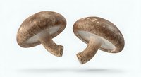 Two fresh shiitake mushrooms floating on white background, isolated organic fungi for culinary cooking and healthy nutrition design projects.