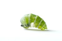 Green caterpillar macro photography on white background shows translucent segmented body with detailed texture and natural light creating soft shadows. Isolated.
