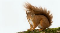 Red squirrel with fluffy tail standing on moss-covered branch against white background, wildlife and nature stock photography.