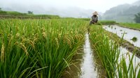 Asian farmer working in lush green rice paddy field with water channels during growing season in rural agricultural landscape.
