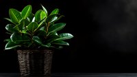 Lush green rubber plant in wicker basket against dark background, indoor houseplant for home decor and natural living spaces.