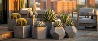 Modern concrete planters with succulents and cacti on contemporary outdoor patio terrace during golden hour sunset creating stylish urban garden design.