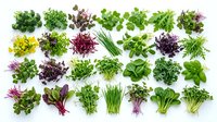 Fresh assorted leafy greens and herbs arranged on white background. Includes lettuce, spinach, basil, parsley, chives, and microgreens. Isolated vegetables ready for culinary, nutritional, and organic food design projects.