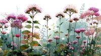 Watercolor wildflower meadow with pink blooms and delicate stems on white background. Botanical illustration for spring garden designs and nature projects.