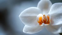 White orchid flower with orange center blooming in soft natural light creating peaceful spa and wellness atmosphere for relaxation concepts.