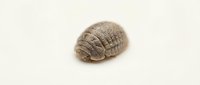 Armadillo-like crustacean with segmented shell on neutral background, suitable for educational materials, zoology presentations, and natural history content.