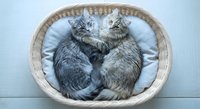 Two adorable tabby kittens cuddling together in wicker basket with soft white cushion. Perfect for pet care, animal love, friendship concepts.