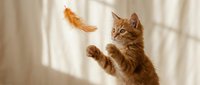 Playful orange tabby kitten jumping and catching feather toy in bright sunlit room with soft shadows on wall creating warm domestic pet scene.
