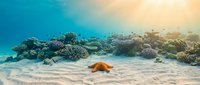 Underwater coral reef scene with orange starfish on sandy ocean floor, tropical marine ecosystem with colorful corals and bright sunlight filtering through water.