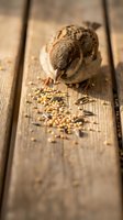 Small brown sparrow feeding on scattered seeds on rustic wooden deck planks in warm natural lighting for wildlife and nature themes.
