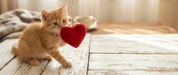 Adorable orange tabby kitten playing with red heart toy on wooden floor in cozy home interior with warm sunlight streaming through window.
