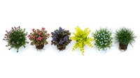 Colorful potted herbs and plants arranged in row on white background, fresh garden varieties for cooking and decoration isolated for design use.
